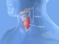 щитовидная железа - заболевания щитовидной железы